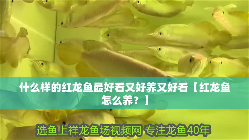 什么樣的紅龍魚最好看又好養(yǎng)又好看【紅龍魚怎么養(yǎng)？】
