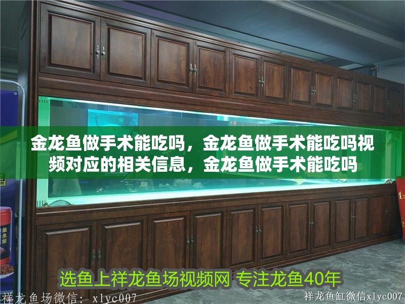 金龍魚做手術能吃嗎，金龍魚做手術能吃嗎視頻對應的相關信息，金龍魚做手術能吃嗎