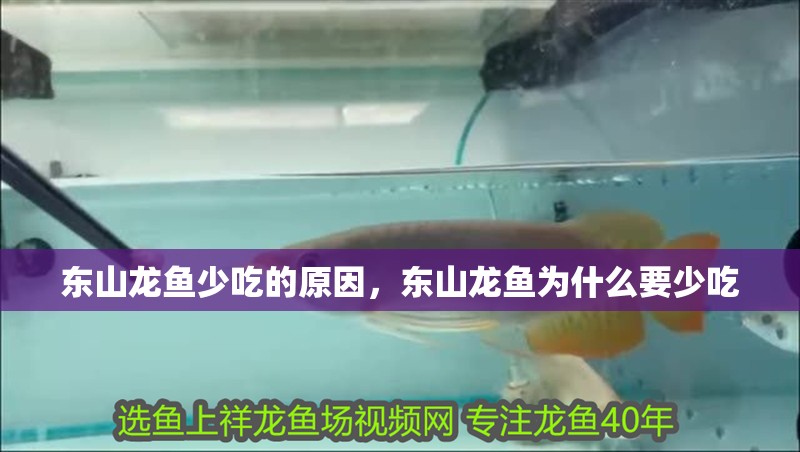 東山龍魚少吃的原因，東山龍魚為什么要少吃