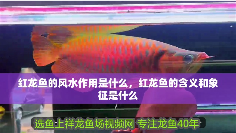 紅龍魚的風水作用是什么，紅龍魚的含義和象征是什么