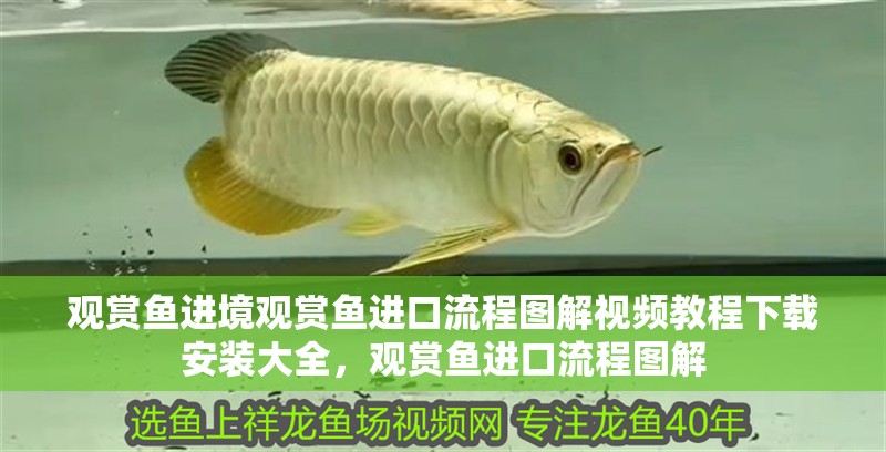 觀賞魚進(jìn)境觀賞魚進(jìn)口流程圖解視頻教程下載安裝大全，觀賞魚進(jìn)口流程圖解