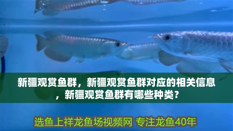 新疆觀賞魚群，新疆觀賞魚群對應的相關信息，新疆觀賞魚群有哪些種類？