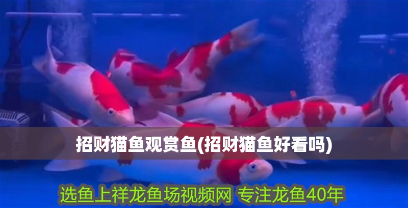 招財(cái)貓魚觀賞魚(招財(cái)貓魚好看嗎)