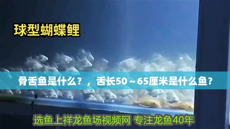骨舌魚是什么？，舌長50～65厘米是什么魚？