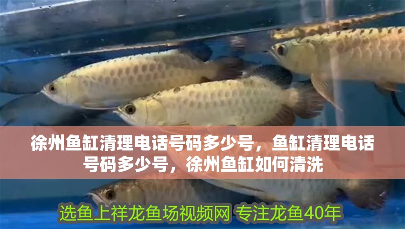 徐州魚缸清理電話號碼多少號，魚缸清理電話號碼多少號，徐州魚缸如何清洗