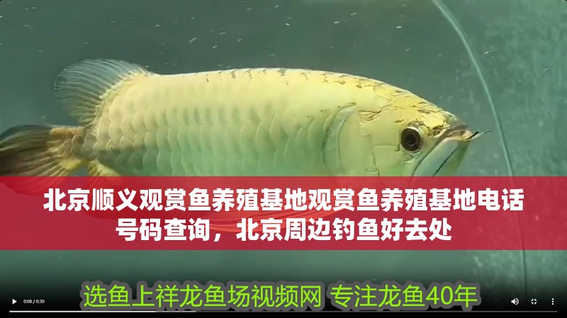 北京順義觀賞魚養(yǎng)殖基地觀賞魚養(yǎng)殖基地電話號碼查詢，北京周邊釣魚好去處