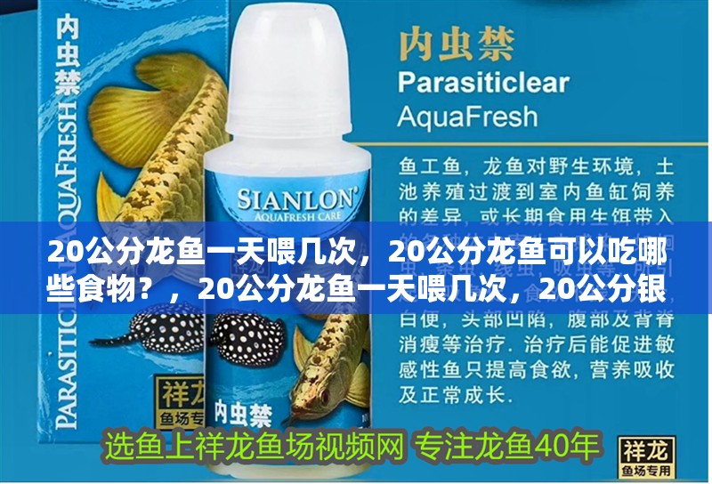 20公分龍魚一天喂幾次，20公分龍魚可以吃哪些食物？，20公分龍魚一天喂幾次，20公分銀龍一天喂多少合適