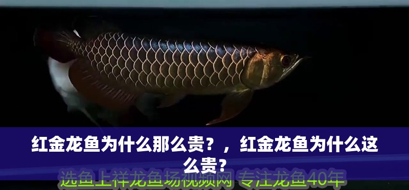 紅金龍魚為什么那么貴？，紅金龍魚為什么這么貴？