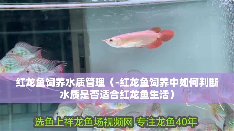 紅龍魚飼養水質管理（-紅龍魚飼養中如何判斷水質是否適合紅龍魚生活）