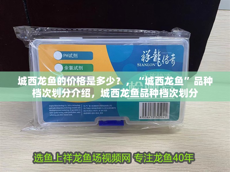 城西龍魚的價格是多少？，“城西龍魚”品種檔次劃分介紹，城西龍魚品種檔次劃分