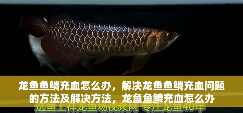 龍魚(yú)魚(yú)鱗充血怎么辦，解決龍魚(yú)魚(yú)鱗充血問(wèn)題的方法及解決方法，龍魚(yú)魚(yú)鱗充血怎么辦