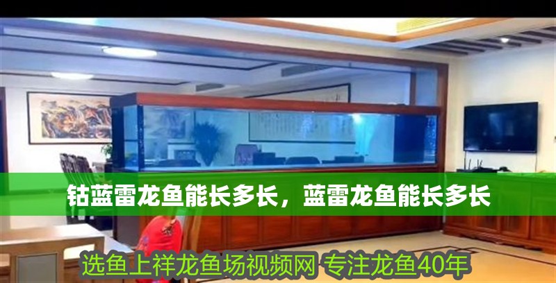 鈷藍雷龍魚能長多長，藍雷龍魚能長多長