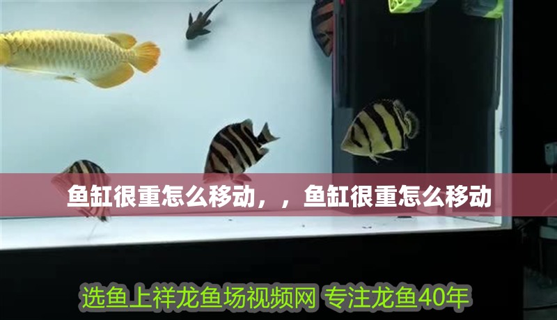 魚缸很重怎么移動，，魚缸很重怎么移動
