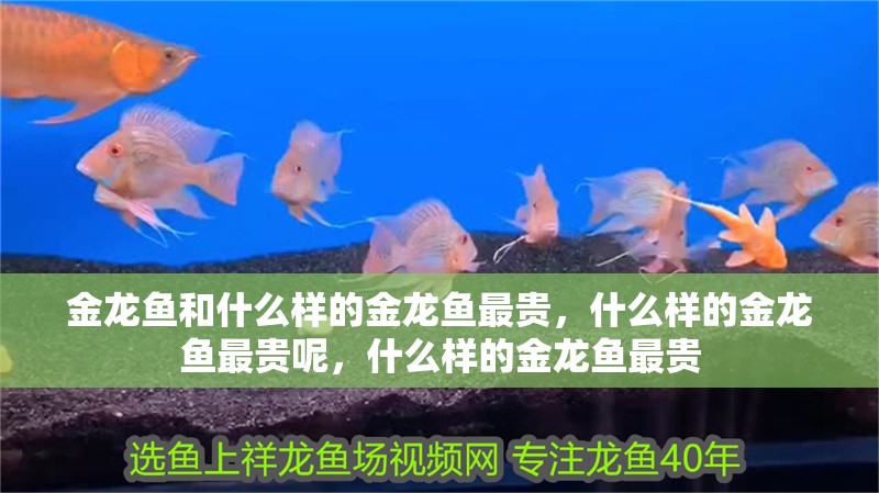 金龍魚和什么樣的金龍魚最貴，什么樣的金龍魚最貴呢，什么樣的金龍魚最貴