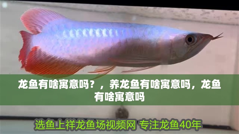 龍魚有啥寓意嗎？，養(yǎng)龍魚有啥寓意嗎，龍魚有啥寓意嗎