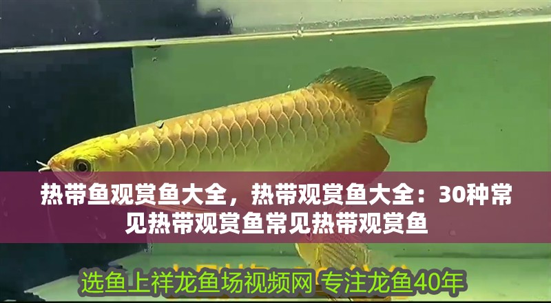 熱帶魚觀賞魚大全，熱帶觀賞魚大全：30種常見熱帶觀賞魚常見熱帶觀賞魚