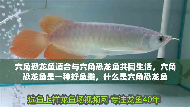 六角恐龍魚(yú)適合與六角恐龍魚(yú)共同生活，六角恐龍魚(yú)是一種好魚(yú)類，什么是六角恐龍魚(yú)