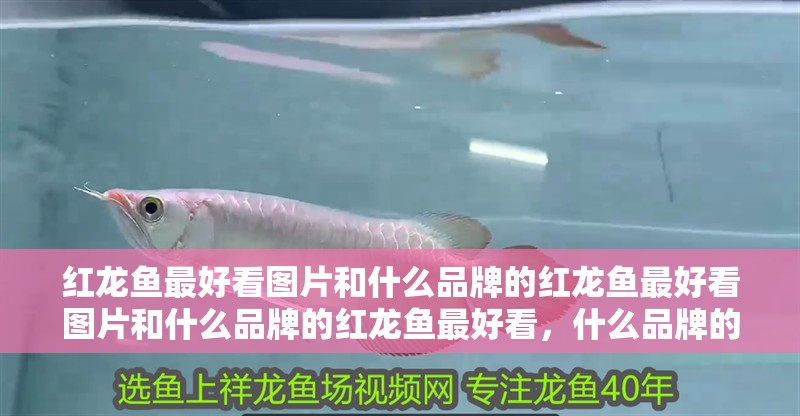 紅龍魚最好看圖片和什么品牌的紅龍魚最好看圖片和什么品牌的紅龍魚最好看，什么品牌的紅龍魚最好看圖片