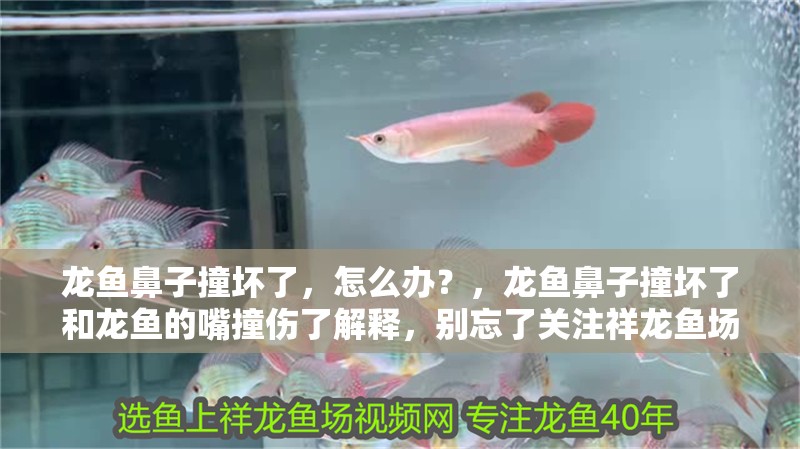 龍魚鼻子撞壞了，怎么辦？，龍魚鼻子撞壞了和龍魚的嘴撞傷了解釋，別忘了關注祥龍魚場哦