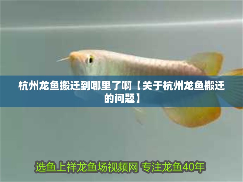 杭州龍魚搬遷到哪里了啊【關于杭州龍魚搬遷的問題】