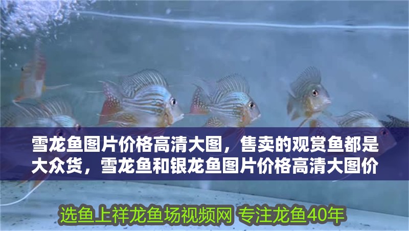 雪龍魚圖片價格高清大圖，售賣的觀賞魚都是大眾貨，雪龍魚和銀龍魚圖片價格高清大圖價格高清大圖大全