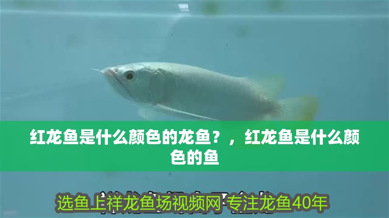 紅龍魚是什么顏色的龍魚？，紅龍魚是什么顏色的魚