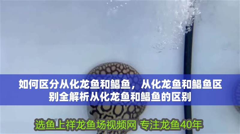 如何區分從化龍魚和鯧魚，從化龍魚和鯧魚區別全解析從化龍魚和鯧魚的區別