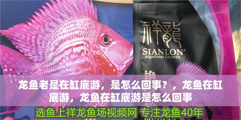 龍魚老是在缸底游，是怎么回事？，龍魚在缸底游，龍魚在缸底游是怎么回事