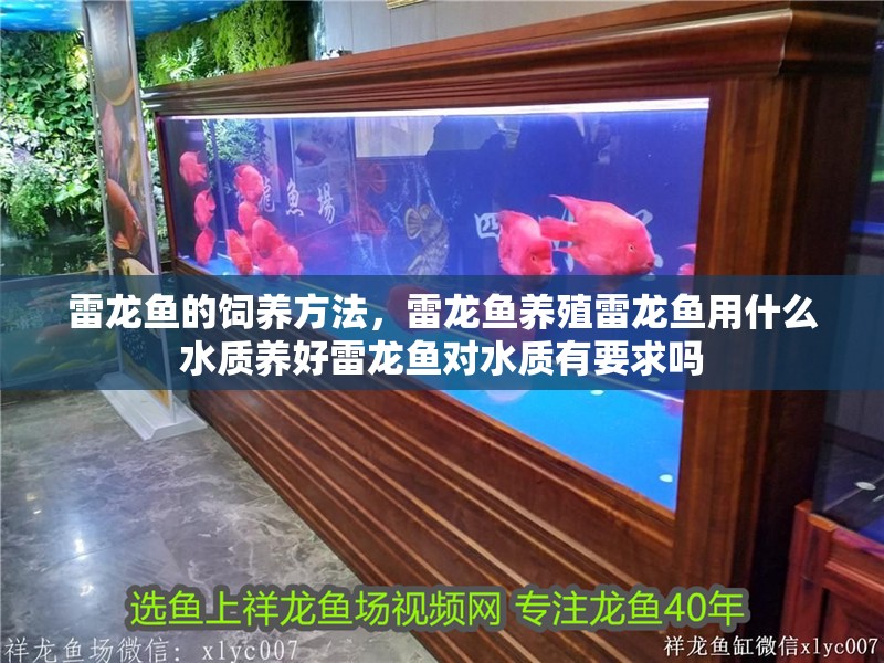 雷龍魚的飼養方法，雷龍魚養殖雷龍魚用什么水質養好雷龍魚對水質有要求嗎