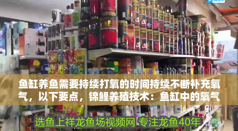 魚缸養魚需要持續打氧的時間持續不斷補充氧氣，以下要點，錦鯉養殖技術：魚缸中的氧氣供應
