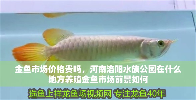 金魚市場價格貴嗎，河南洛陽水族公園在什么地方養殖金魚市場前景如何