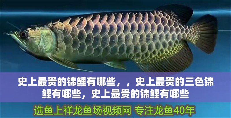 史上最貴的錦鯉有哪些，，史上最貴的三色錦鯉有哪些，史上最貴的錦鯉有哪些