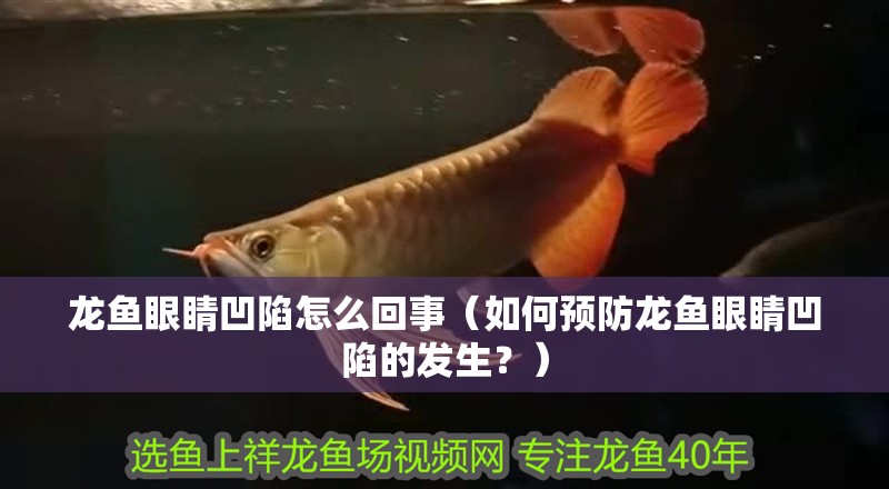 龍魚眼睛凹陷怎么回事（如何預防龍魚眼睛凹陷的發生？）