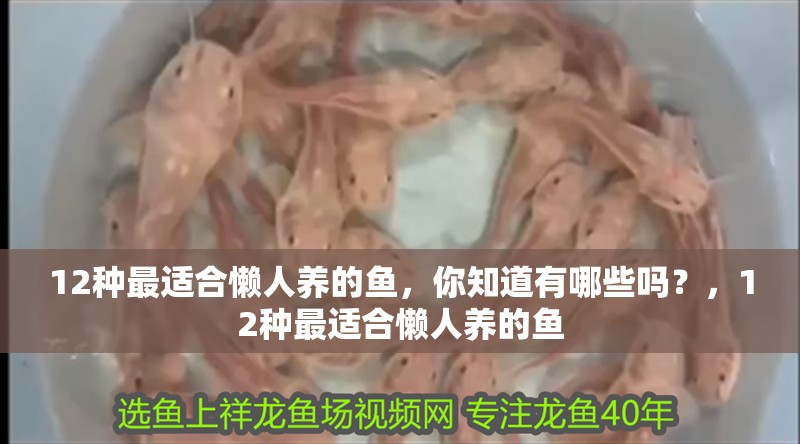 12種最適合懶人養的魚，你知道有哪些嗎？，12種最適合懶人養的魚