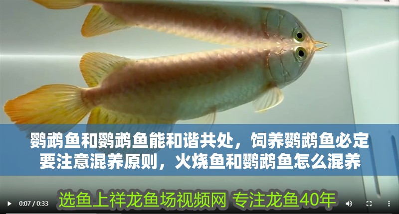 鸚鵡魚和鸚鵡魚能和諧共處，飼養鸚鵡魚必定要注意混養原則，火燒魚和鸚鵡魚怎么混養