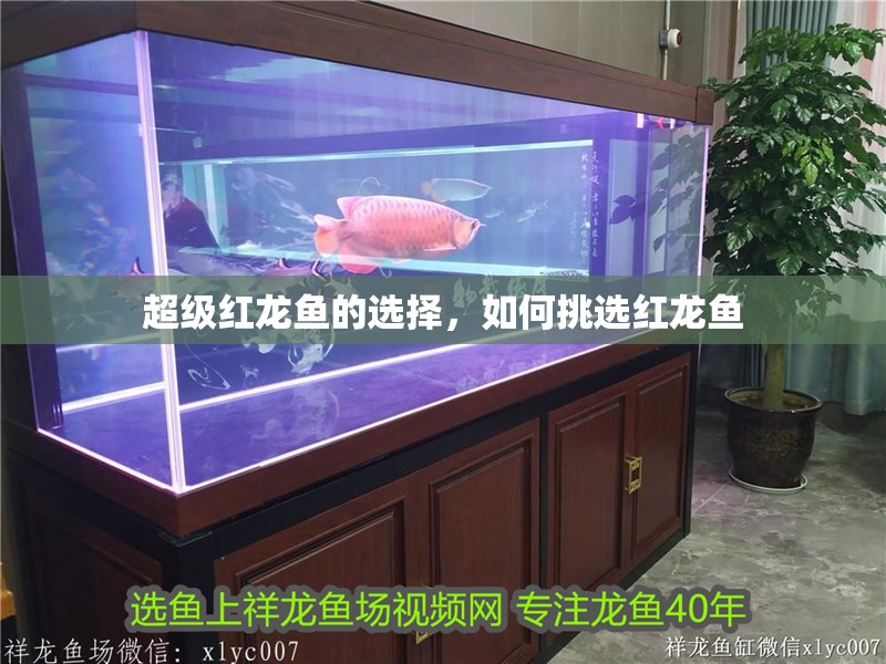 超級(jí)紅龍魚(yú)的選擇，如何挑選紅龍魚(yú)