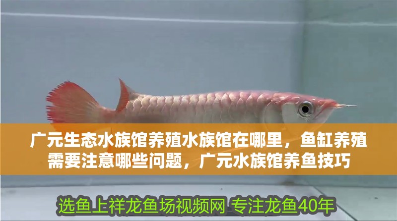 廣元生態水族館養殖水族館在哪里，魚缸養殖需要注意哪些問題，廣元水族館養魚技巧