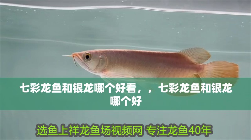 七彩龍魚和銀龍哪個(gè)好看，，七彩龍魚和銀龍哪個(gè)好