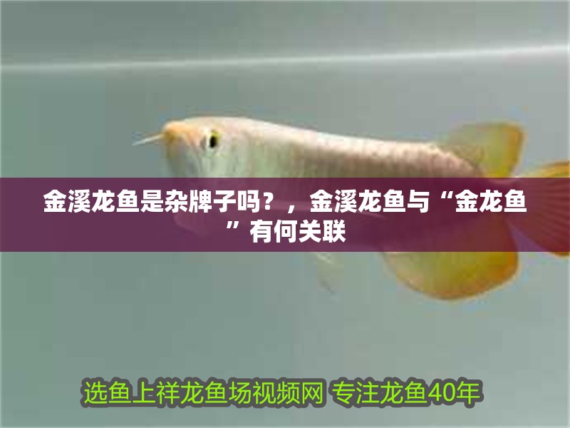 金溪龍魚是雜牌子嗎？，金溪龍魚與“金龍魚”有何關(guān)聯(lián)