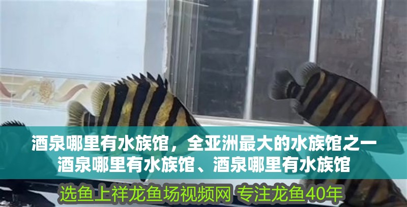 酒泉哪里有水族館，全亞洲最大的水族館之一酒泉哪里有水族館、酒泉哪里有水族館