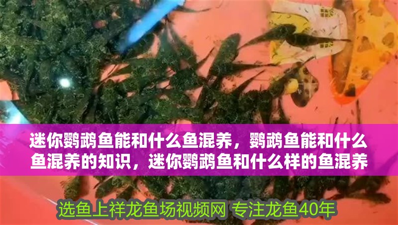 迷你鸚鵡魚能和什么魚混養，鸚鵡魚能和什么魚混養的知識，迷你鸚鵡魚和什么樣的魚混養