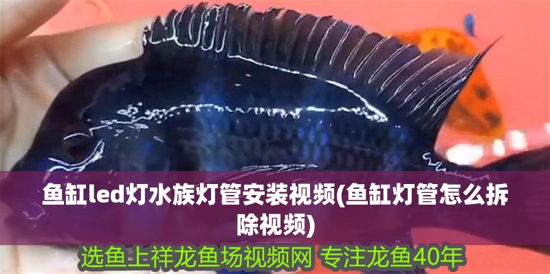 魚缸led燈水族燈管安裝視頻(魚缸燈管怎么拆除視頻)