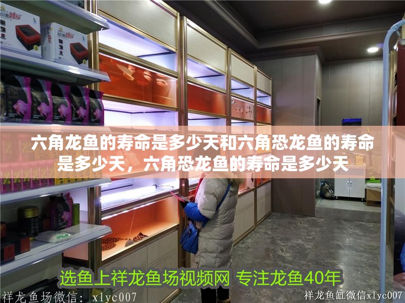 六角龍魚的壽命是多少天和六角恐龍魚的壽命是多少天，六角恐龍魚的壽命是多少天