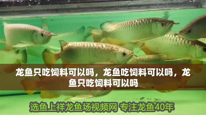 龍魚只吃飼料可以嗎，龍魚吃飼料可以嗎，龍魚只吃飼料可以嗎