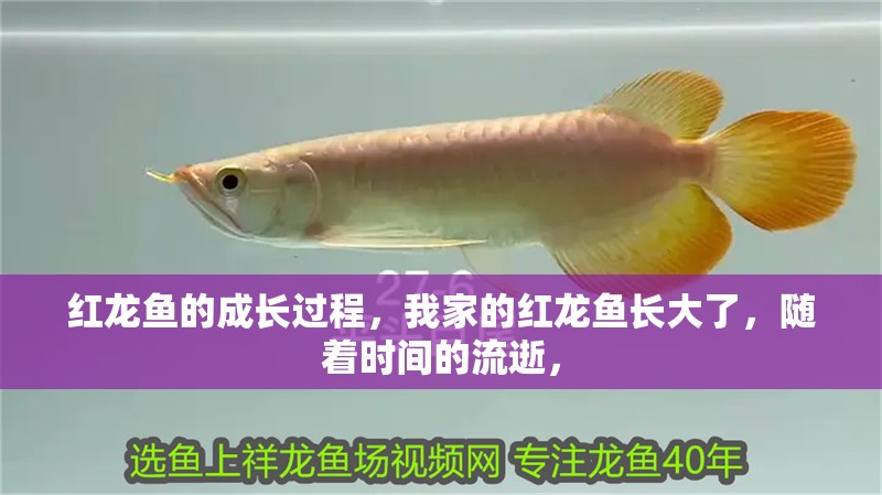 紅龍魚的成長過程，我家的紅龍魚長大了，隨著時間的流逝，