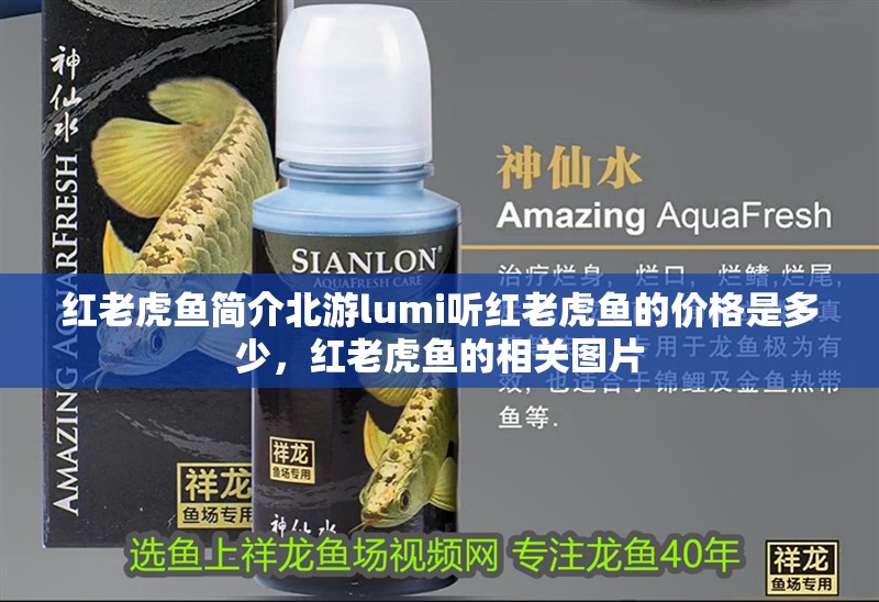 紅老虎魚簡介北游lumi聽紅老虎魚的價格是多少，紅老虎魚的相關圖片