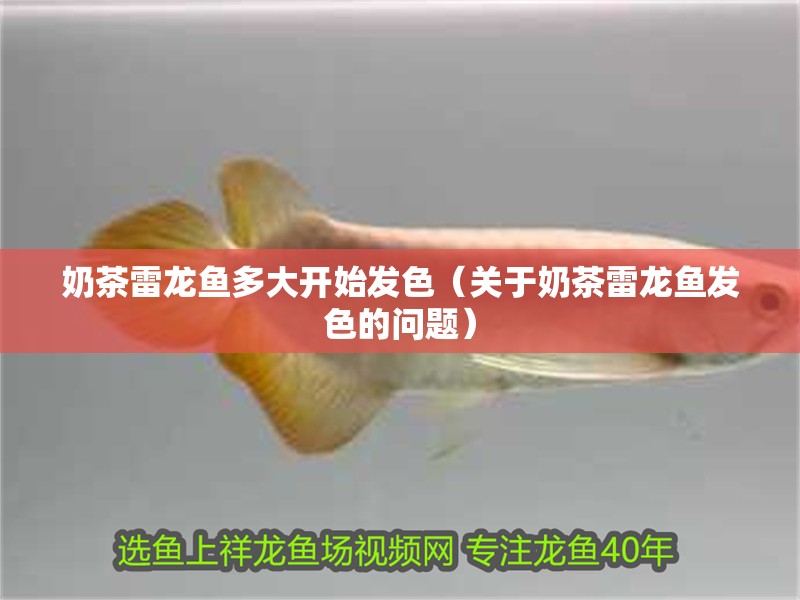 奶茶雷龍魚多大開始發色（關于奶茶雷龍魚發色的問題）