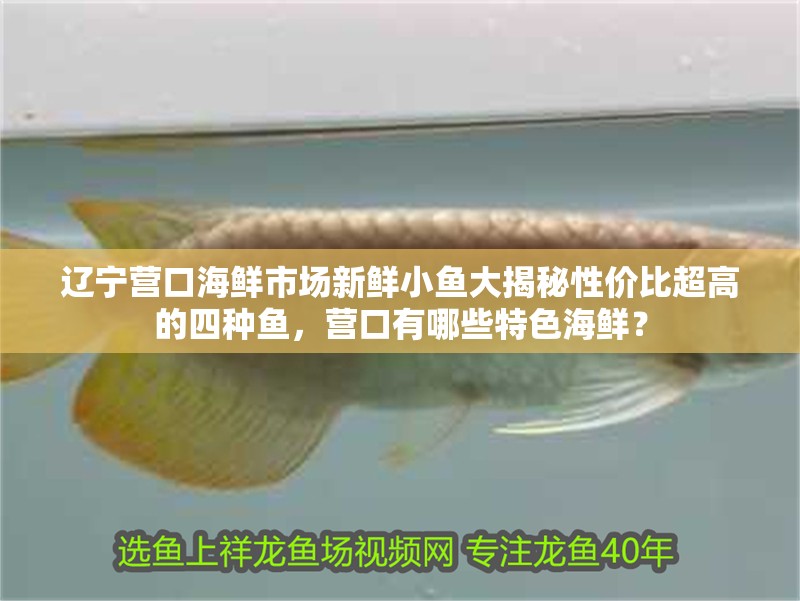 遼寧營口海鮮市場新鮮小魚大揭秘性價比超高的四種魚，營口有哪些特色海鮮？