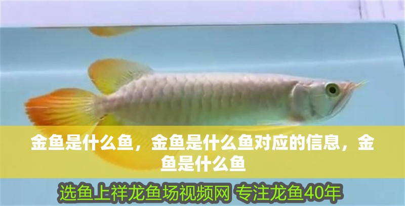 金魚是什么魚，金魚是什么魚對應的信息，金魚是什么魚