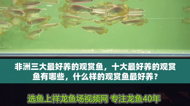 非洲三大最好養的觀賞魚，十大最好養的觀賞魚有哪些，什么樣的觀賞魚最好養？